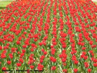 Imagine atasata: Reabilitare centru - 2016.04.06 - 23.jpg